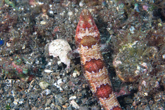 Synodus rubromarmoratus