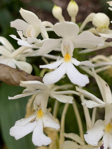 Calanthe triplicata