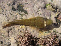 Lepadogaster candolii