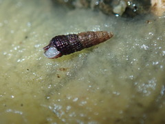 Cerithiopsis stejnegeri