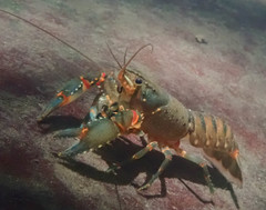 Euastacus