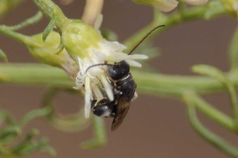 Chilicola vernalis