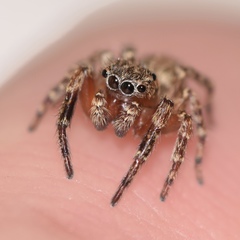 Mexigonus morosus