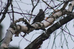 Turdus viscivorus