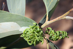 Acacia colei