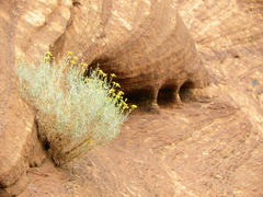 Senecio flaccidus flaccidus