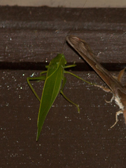 Microcentrum marginatum