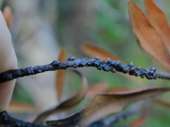 Paratachardina pseudolobata