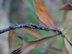 Paratachardina pseudolobata