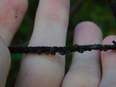 Paratachardina pseudolobata