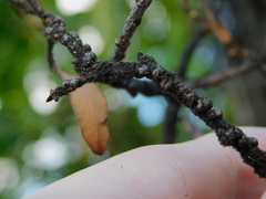 Paratachardina pseudolobata