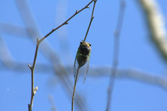 Neotibicen tibicen tibicen