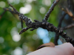 Paratachardina pseudolobata