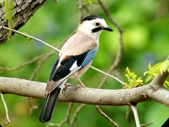 Garrulus glandarius atricapillus