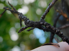 Paratachardina pseudolobata