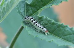Lepidoptera