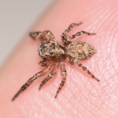Mexigonus morosus