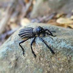 Aegorhinus albolineatus