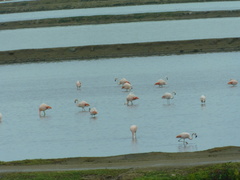 Phoenicopterus chilensis