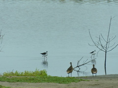 Himantopus mexicanus