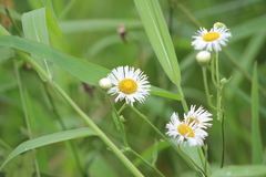 Leptostelma maximum