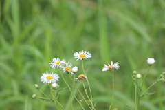 Leptostelma maximum