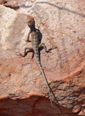 Amphibolurinae