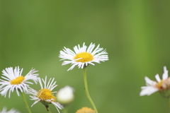 Leptostelma maximum