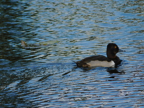 Aythya collaris image