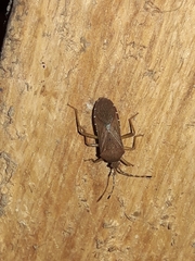 Anasa bellator