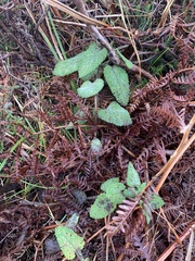 Teucrium scorodonia