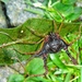 Gonyleptes granulatus - Photo (c) Mariana Amado Costa, algunos derechos reservados (CC BY-NC), subido por Mariana Amado Costa