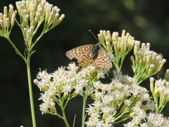Melitaea interrupta