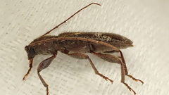 Phacodes