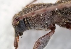 Phacodes