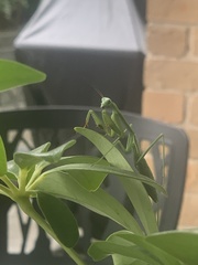 Pseudomantis