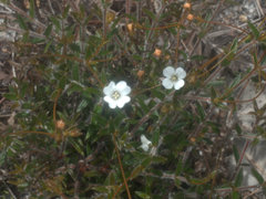 Mitrasacme polymorpha