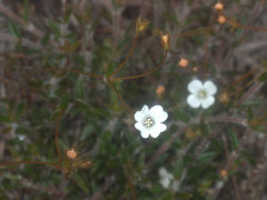 Mitrasacme polymorpha