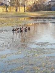 Dendrocygna autumnalis