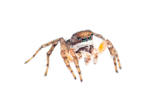 Aelurillus madagascariensis