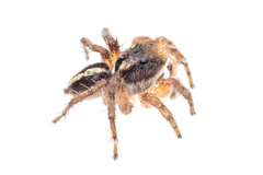 Aelurillus madagascariensis