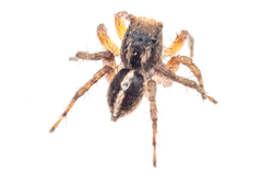 Aelurillus madagascariensis