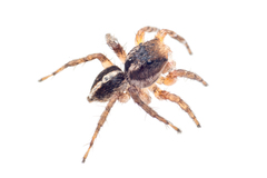 Aelurillus madagascariensis