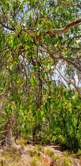 Amyema miquelii