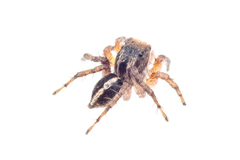 Aelurillus madagascariensis
