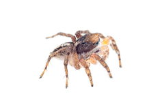Aelurillus madagascariensis