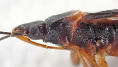 Laticlerada laticollis