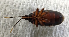 Laticlerada laticollis