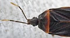 Laticlerada laticollis