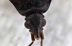 Laticlerada laticollis